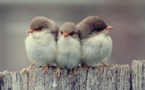 3 former for venskab ifølge Aristoteles