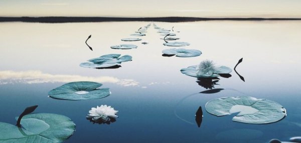 åkander i vand. Det kræver mange skridt at komme over depression