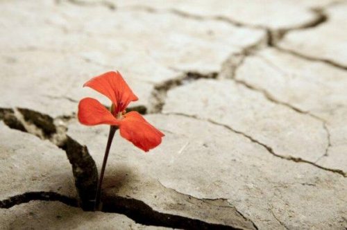 Lille rød blomst vokser op gennem asfalten. Optimistiske personer