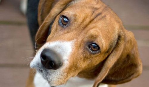 Hund kigger forhåbningsfuld på kamera