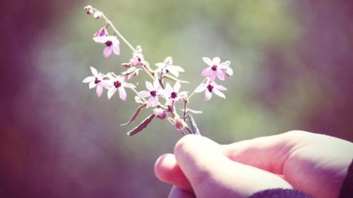 Hånd holder en blomst