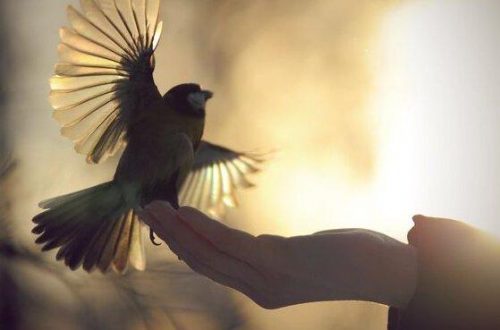 En hånd holder en lille fugl