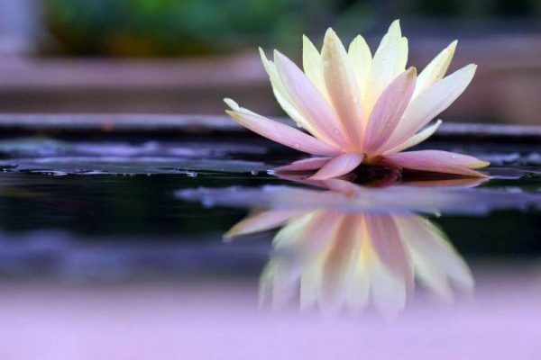 Lotusblomst på vand