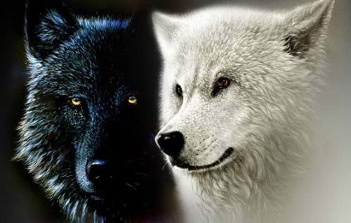 Cherokee-indianernes legende om de to ulve