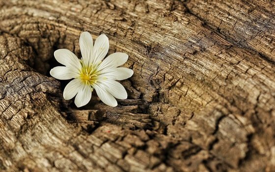 Blomst kommer gennem stamme