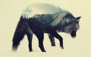 Steppenwolf: en bog til at hjælpe dig med at reflektere