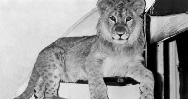 Løven Christian som unge