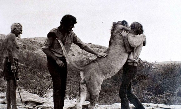 Løven Christian krammer sin menneskelige ven