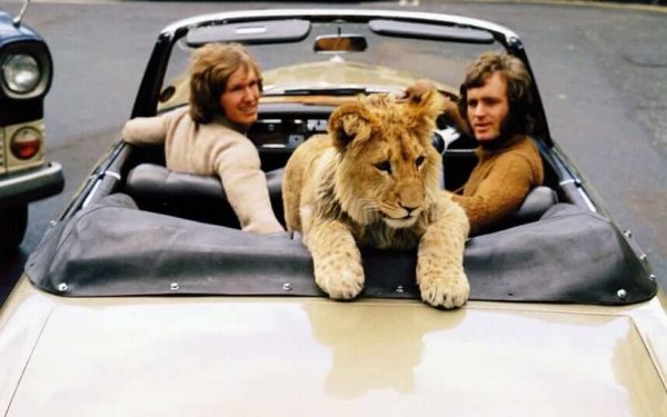 Løve i bil med venner