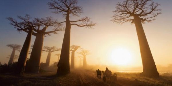 For mange baobabtræer ødelægger alt
