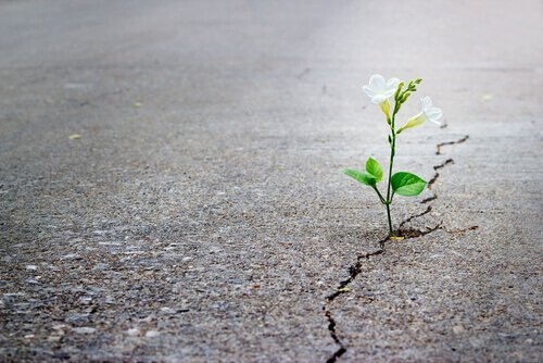 Blomst vokser ud af revne i asfalt