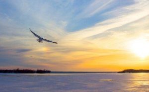 Jonathan Livingston Havmåge: At tro på sig selv