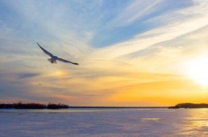 Fugl flyver over vandet