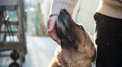 En hund bliver kærtegnet af et menneske