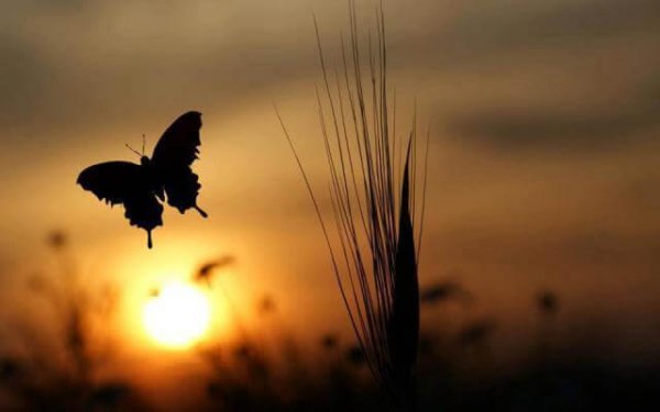 Sommerfugl foran solopgang