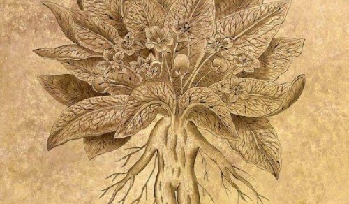 alrun plante