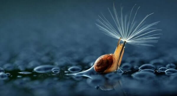 Snegl i vand bærer mælkebøtte