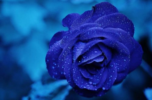 Blå rose symboliserer blomstring ved ekstreme situationer