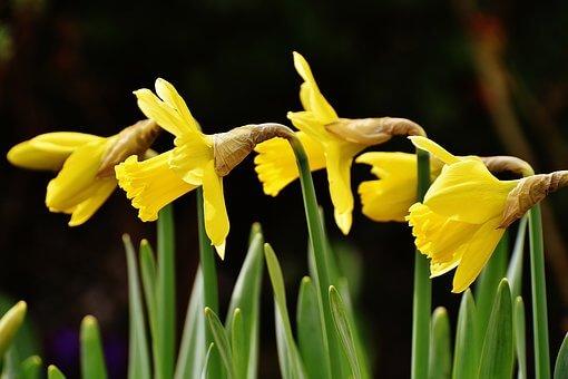 gule blomster