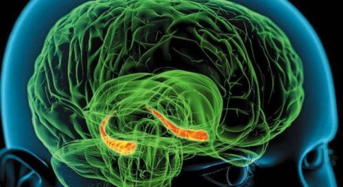 Hippocampus i hjernen