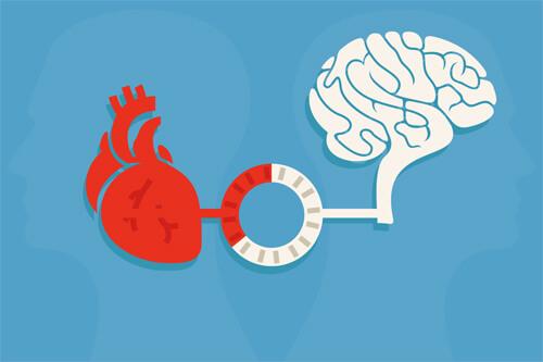 Hjertet kommunikerer med hjernen for at skabe hjerteharmoni