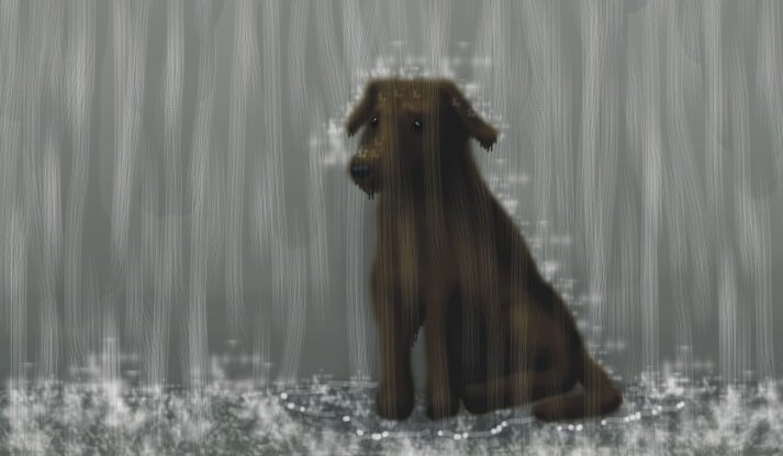 En hund i regnvejr