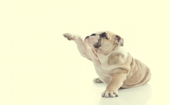 En hund giver pote