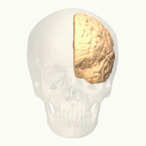 Anterior cingulate cortex