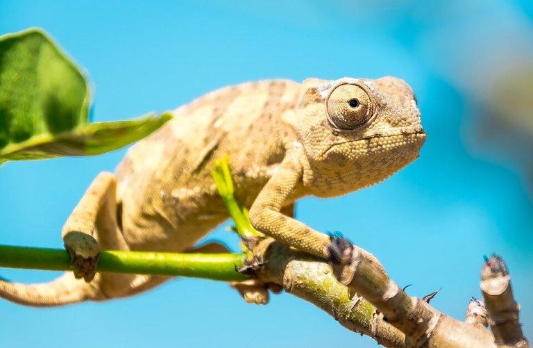 en kamæleon på en gren