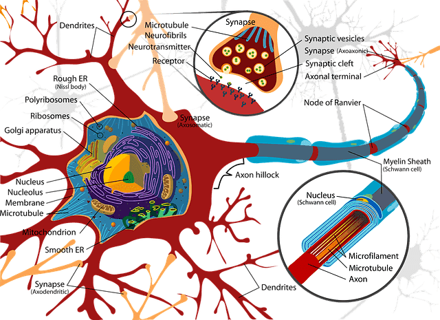 illustration af nervebanerne