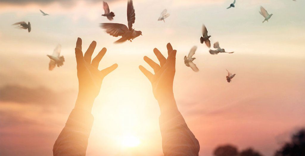 Person sætter fugle fri