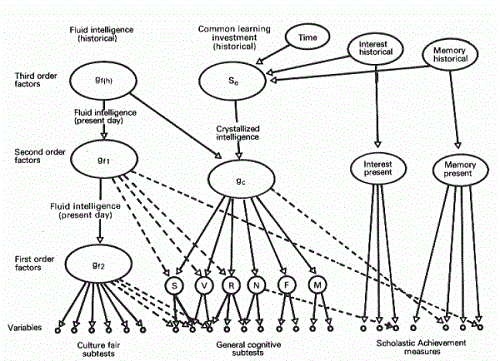 Cattells intelligensmodel