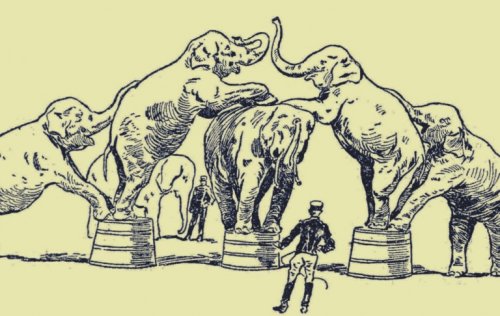 elefanter, der laver tricks i cirkus