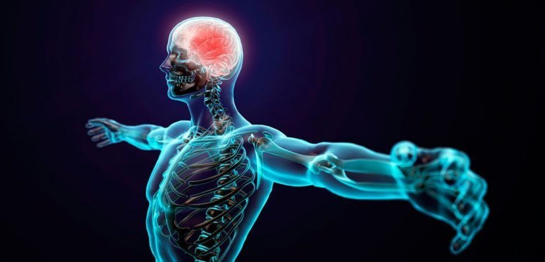 Figur af en krop og hjernen