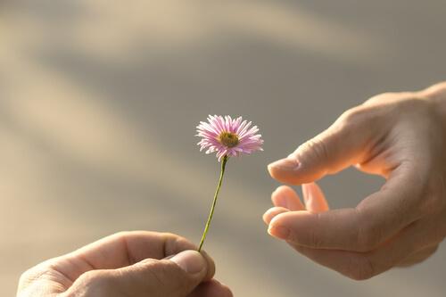 Hånd giver anden hånd en blomst