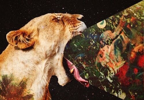 løve kaster billeder op