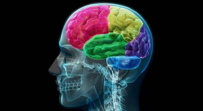 Misbrugerens hjerne: Anatomien af tvang og behov