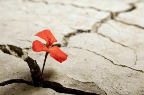 Lille blomst vokser op gennem cement