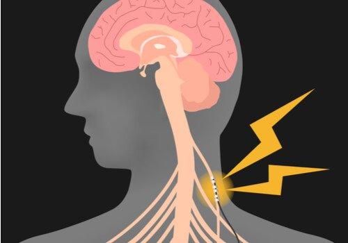 Stimulering af vagusnerven er forbundet med mange vigtige organer