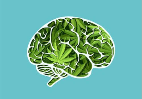 De langsigtede indvirkninger af cannabis på hjernen