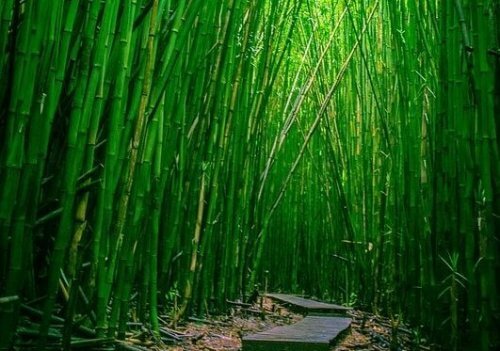 Bambus kan danne tætte skove