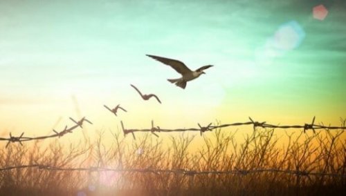 Pigtrådshegn bliver til frie fugle