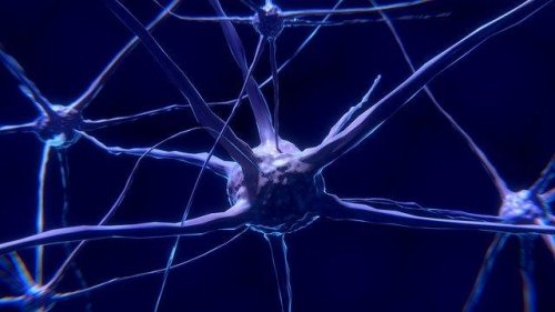 Neuroner: Hvad er de og hvordan fungerer de?