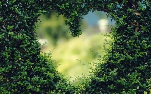 Hjerteformet udsnit i en busk