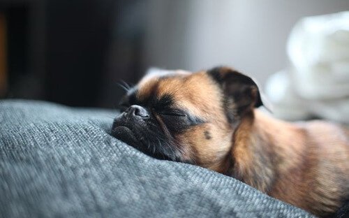 En hund i REM fasen i dens søvn