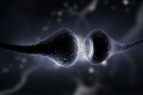 Neurotransmittere påvirker synapserne i neuronerne