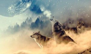 Effekten af ulvemedicin ifølge indianerne