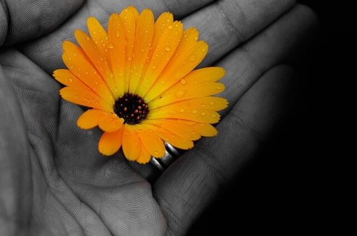 En gul blomst i en farveløs hånd. Et billed på en modstandsdygtig personlighed.