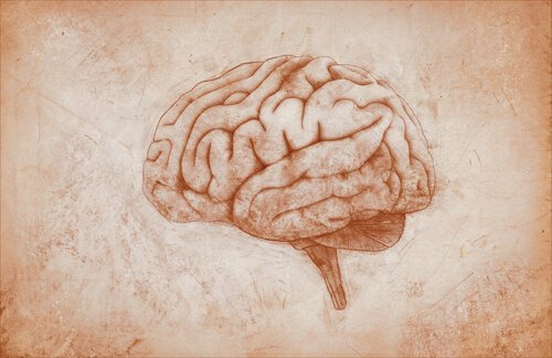 En tegnet hjerne