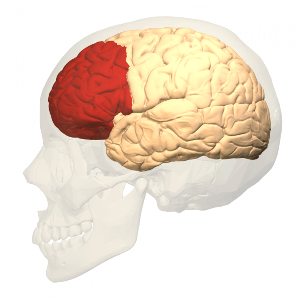 Det præfrontale cortex er det område i hjernen, der sidst udvikler sig